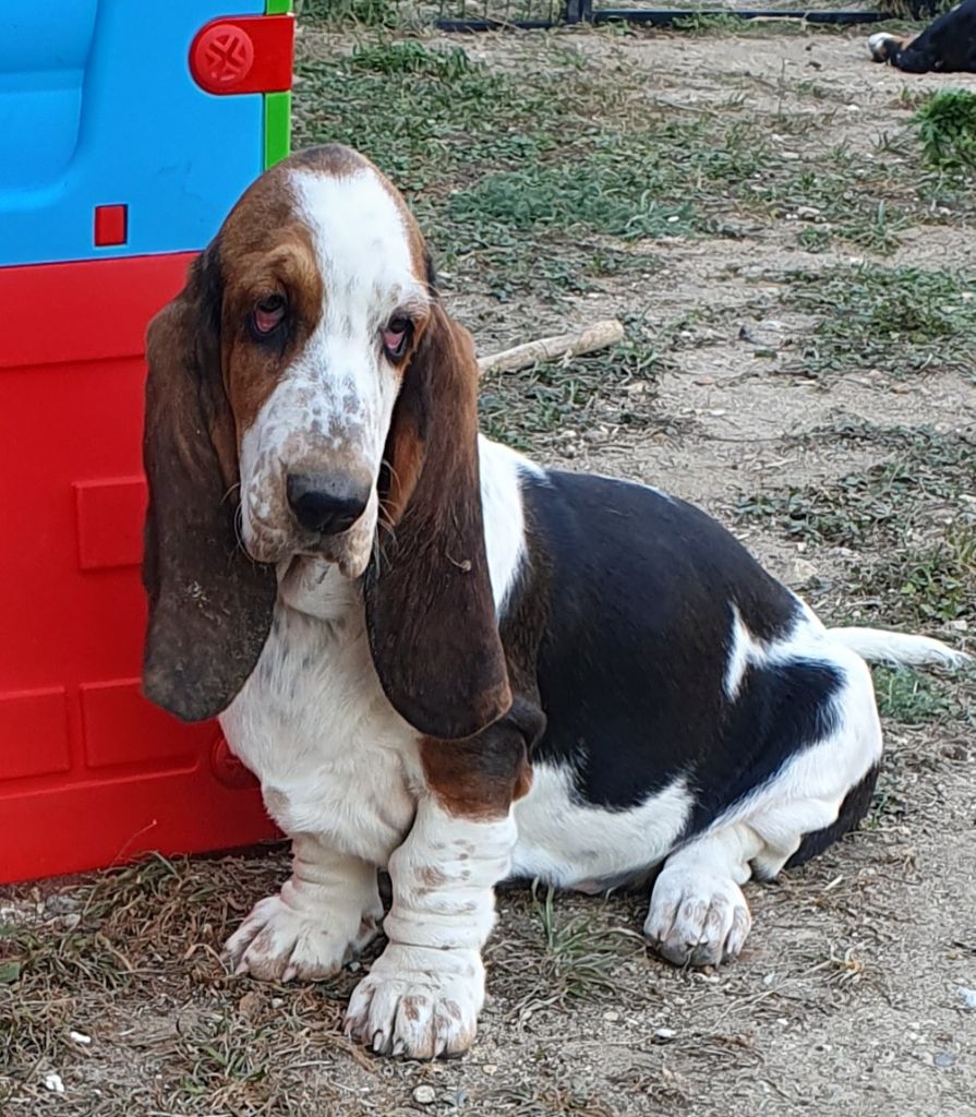 Publication : Des Échos Saint Hubert 