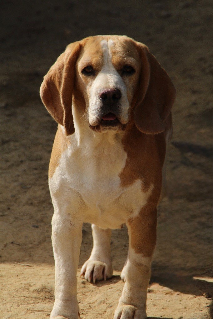 Publication : de l'Écho du Banc d’Arguin