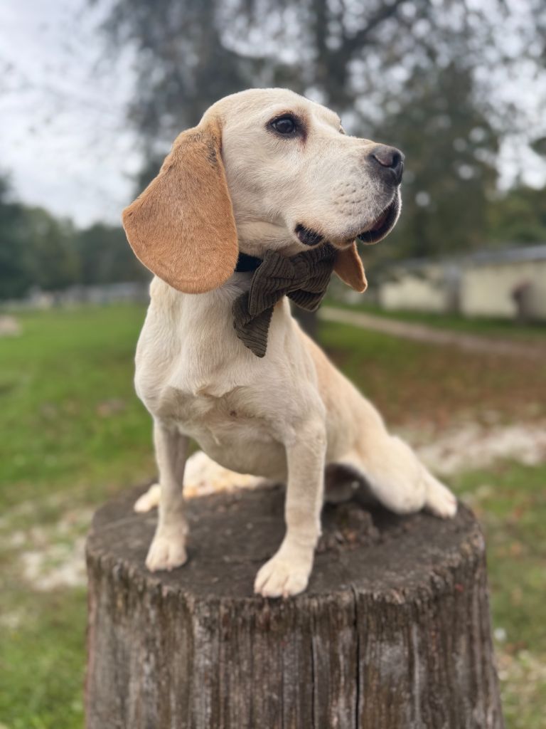 Publication : De La Foret Du Landy 