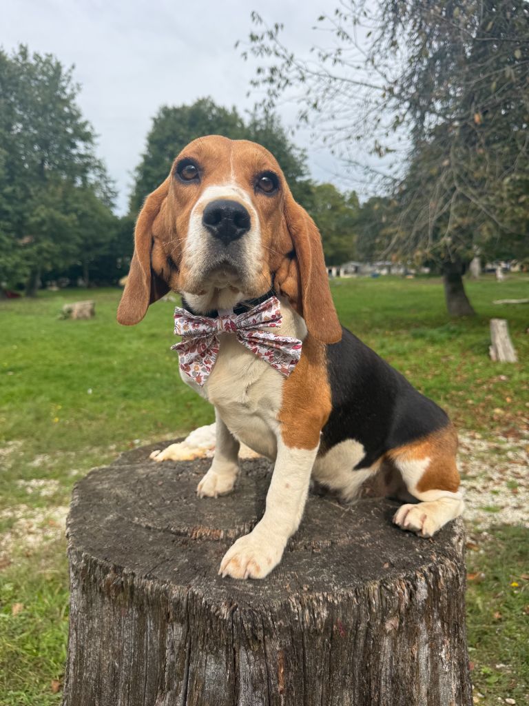 Publication : De La Foret Du Landy