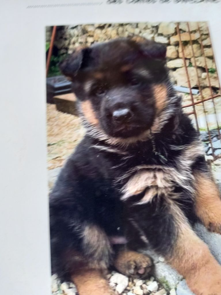 Publication : du logis des harfangs 