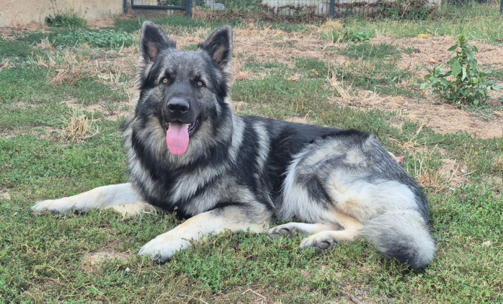 Publication : (Sans Affixe) Auteur : Patricia DUMONT