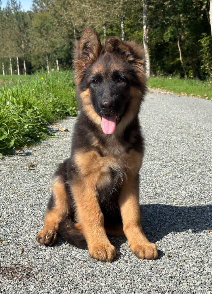 Publication : De La Plaine Bretonne