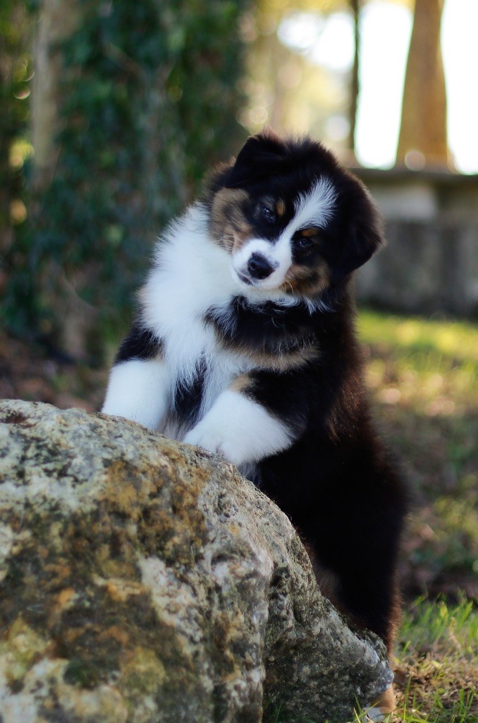 Publication : De L'Aussie Happy Auteur : De lâ€™aussie Happy 