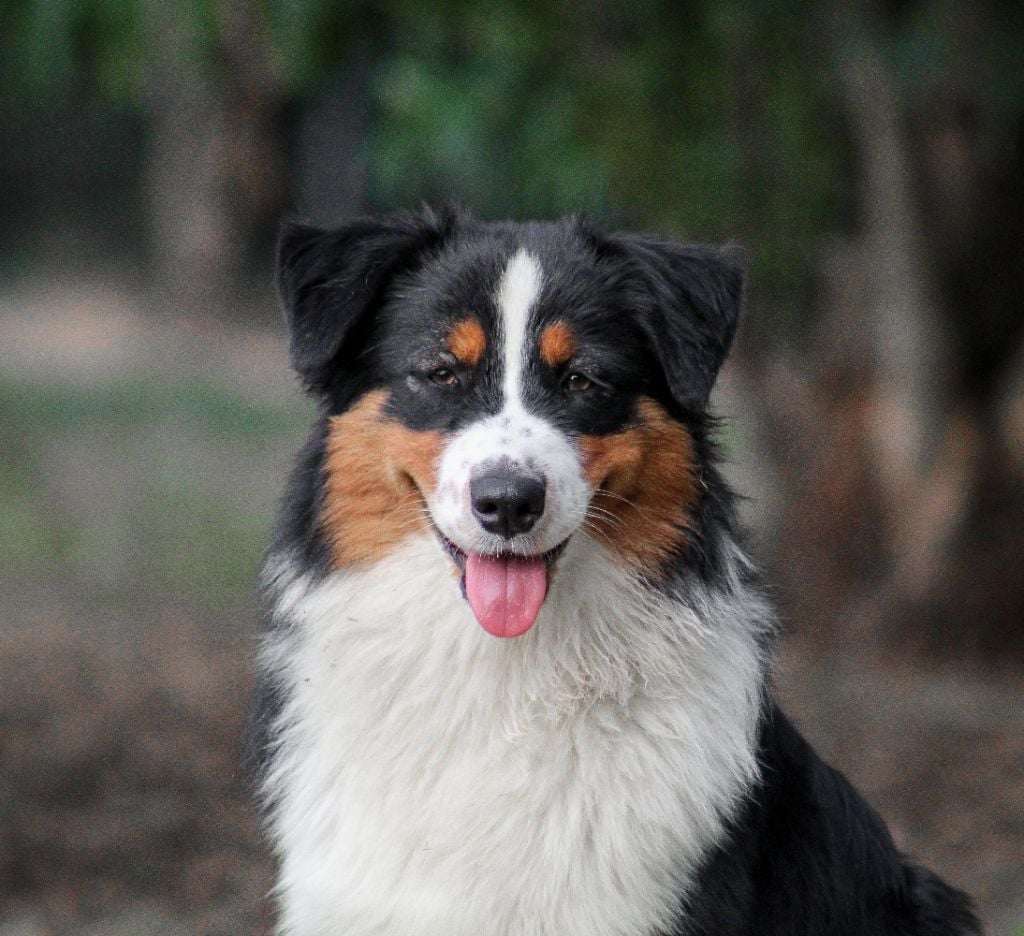 Publication : Of Wolf Descendants Auteur : Ali 6 mois