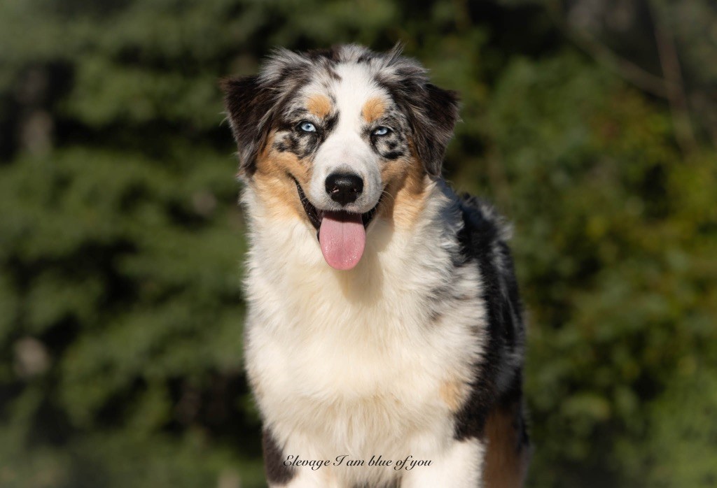 Publication : I Am Blue Of You