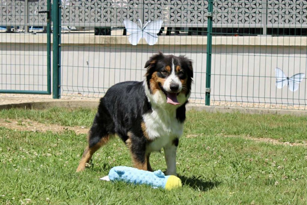 Publication : Du Domaine Des Belles Aubois Auteur : Auroux leonie