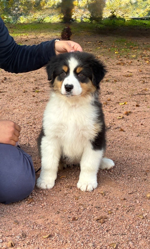 Publication : De La Vallée Féérique 