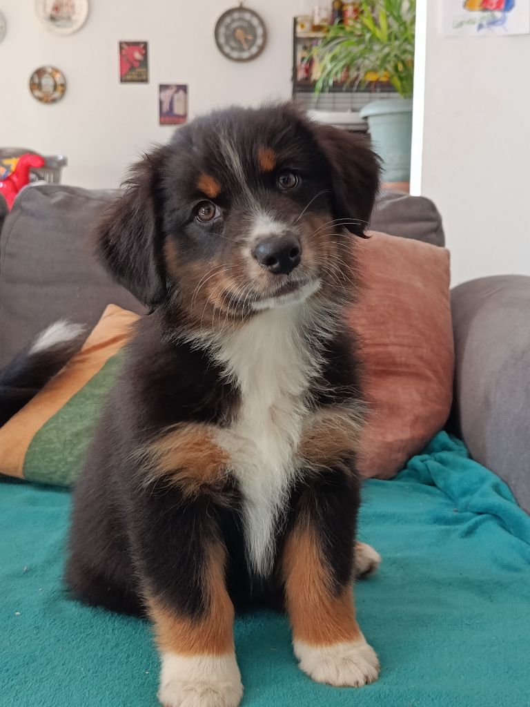 Publication : of Chayton Blue Auteur : Of chayton blue