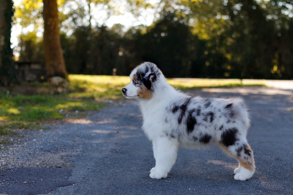 Publication : De L'Aussie Happy Auteur : De l’aussie Happy