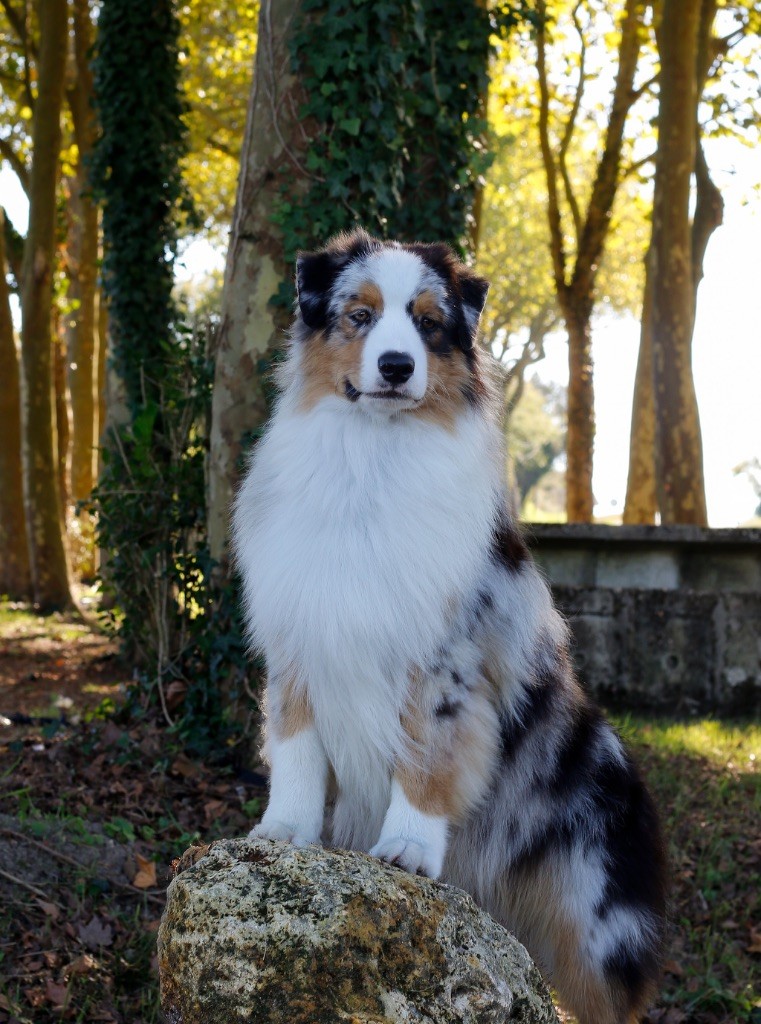 Publication : De L'Aussie Happy Auteur : De lâ??aussie Happy 