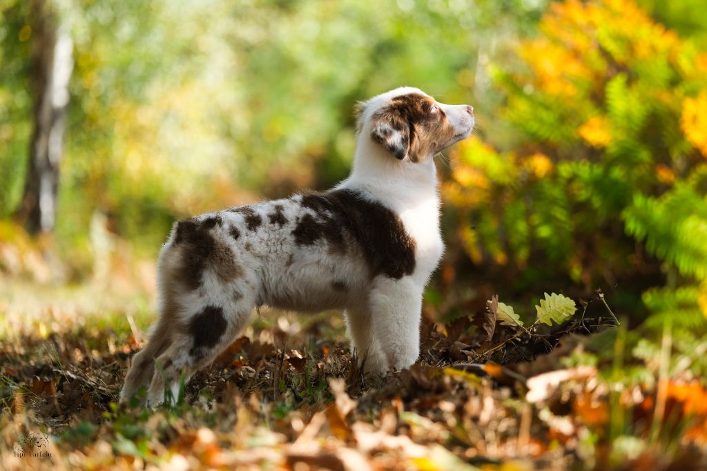 Publication : Du Tipi Farfelu Auteur : Tipi Farfelu