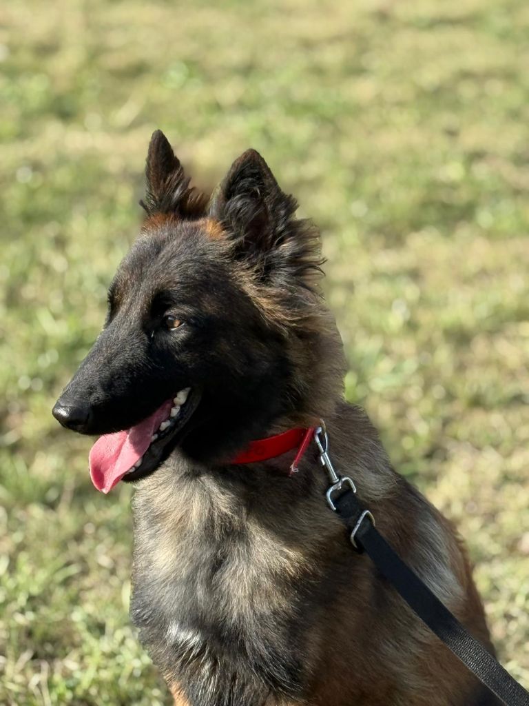 Publication : De La Patte Sacrée 