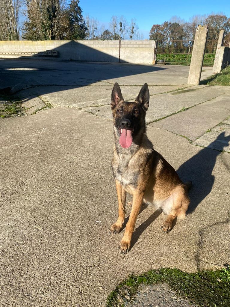 Publication : Du Royaume Du Phoenix