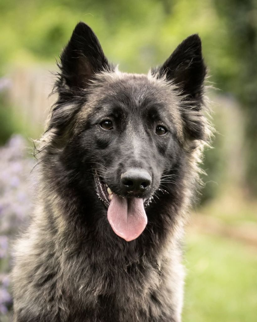 Publication : Des Abîmes Ardents 