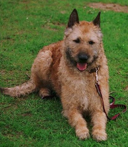 Iwan zuwetta fortuna