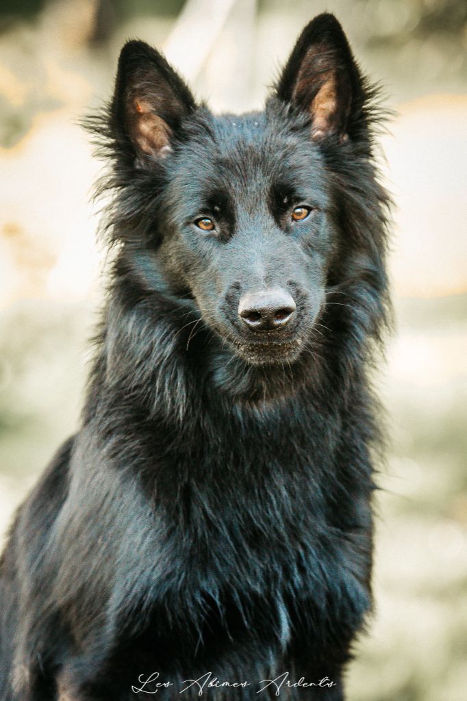 Publication : Des Abîmes Ardents