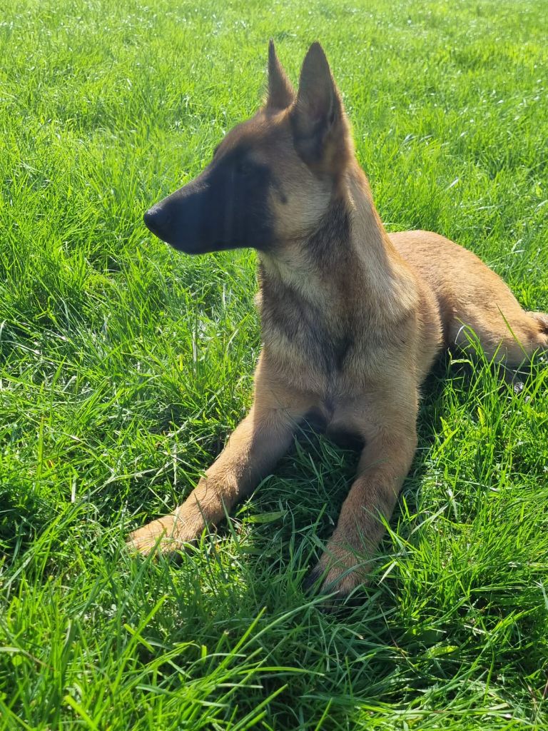 Publication : de l'empire du Phoenix Auteur : Moi