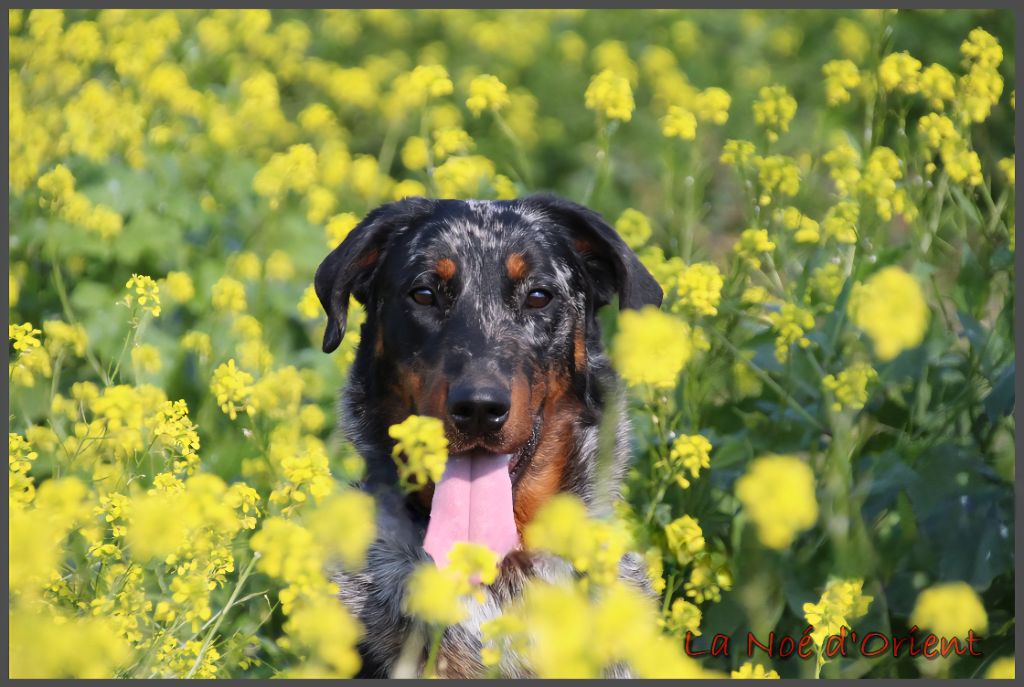 Publication : de la Noé d'Orient Auteur : La Noé d'Orient