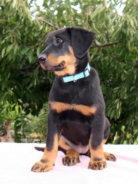 Publication : Dorky Auteur : z Dorky