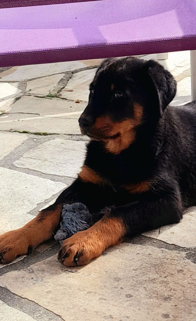 Publication : des Confins du Bessin Auteur : noel lesauvage