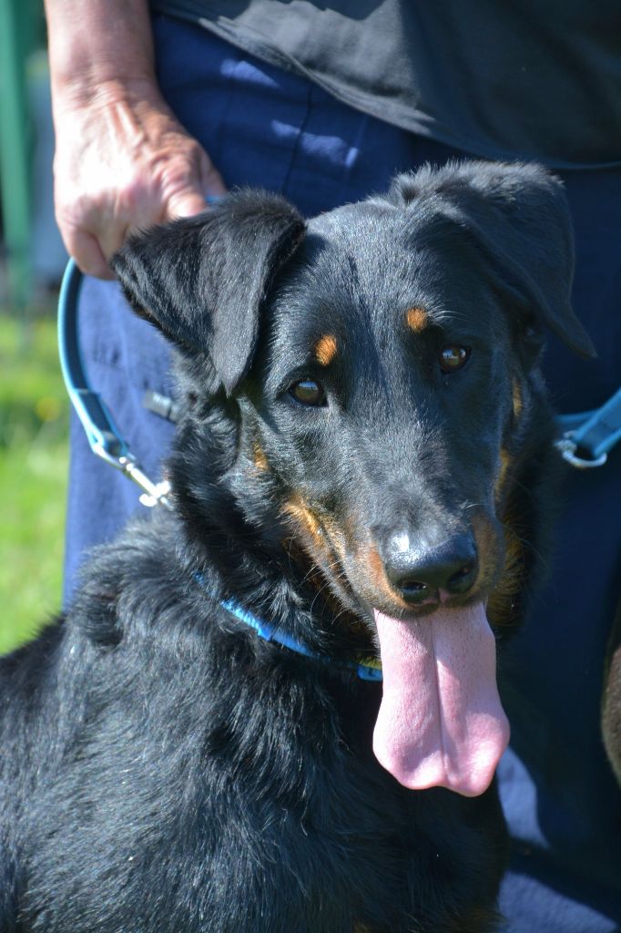 Publication : de Pontourné Auteur : Alex