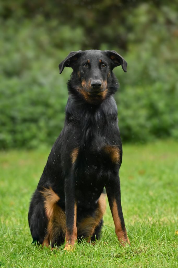 Publication : Des Bergers Domovoï