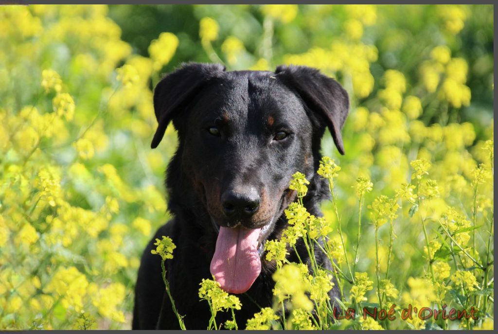 Publication : de la Noé d'Orient Auteur : La Noé d'Orient