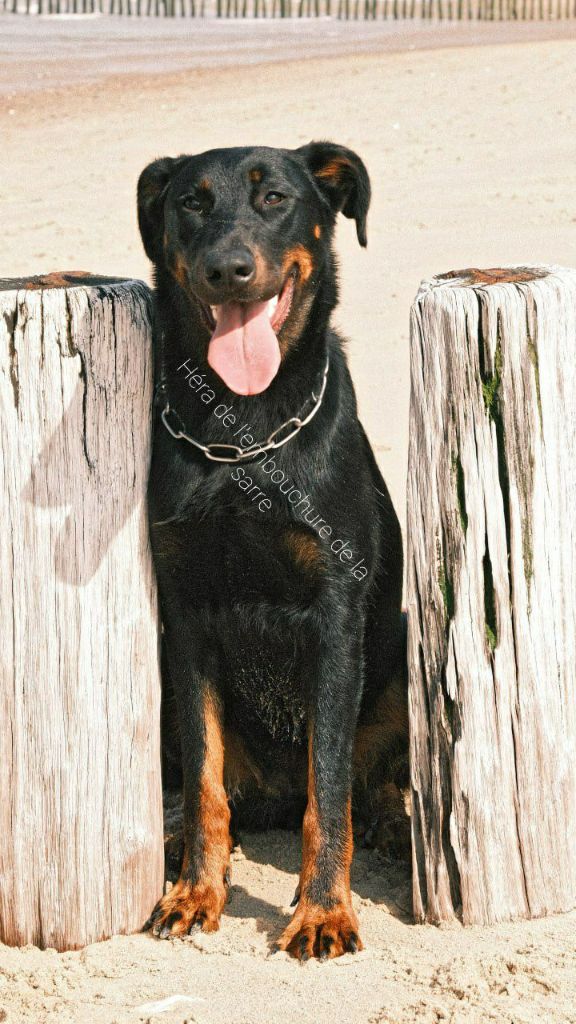 Publication : De l'amouraudiere Auteur : moi