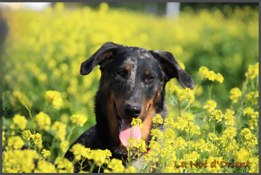 Publication : de la Noé d'Orient Auteur : Cécile Wiplier