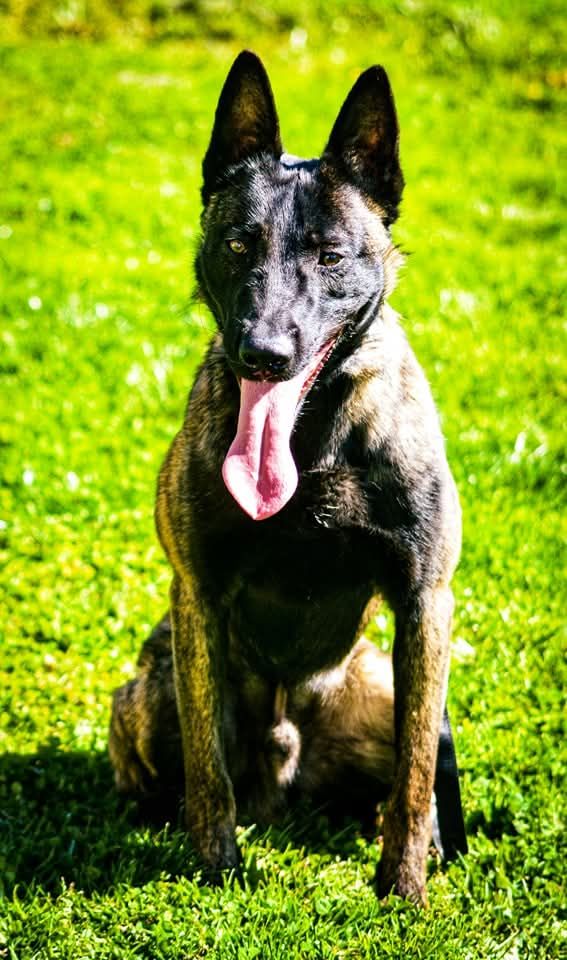 Publication : Du Clan Des Etoiles Noires Auteur : Charline Photographie 