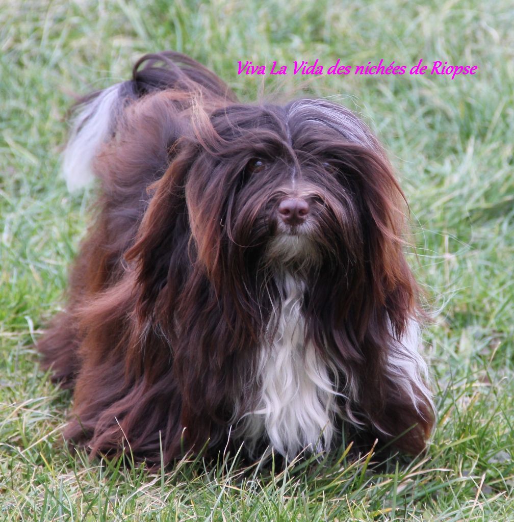 Publication : Des Nichées De Riopse Auteur : Cl Forissier