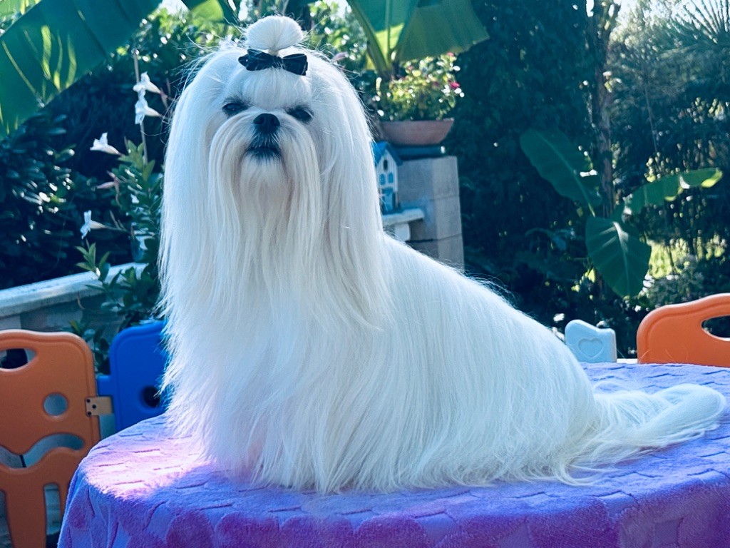 Publication : de L'Adoree Peneloppe Auteur : De l'adorée Pénéloppe