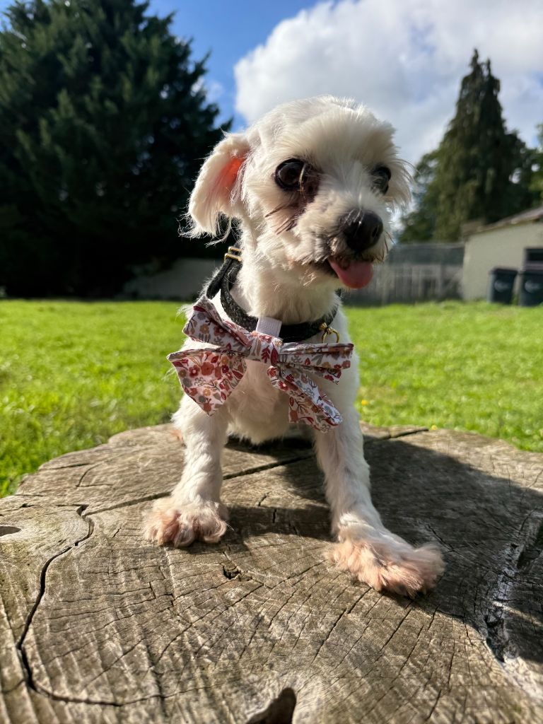 Publication : De La Foret Du Landy 