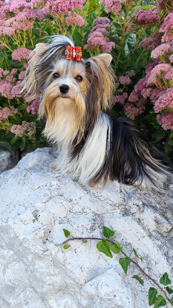 Publication : Du Mont Chauve