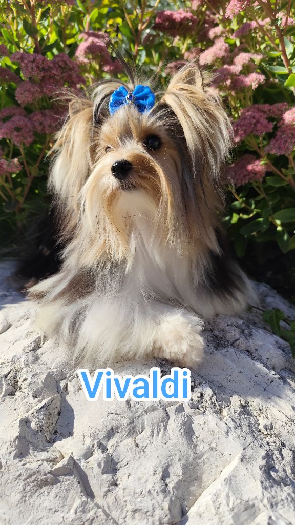 Publication : Du Mont Chauve