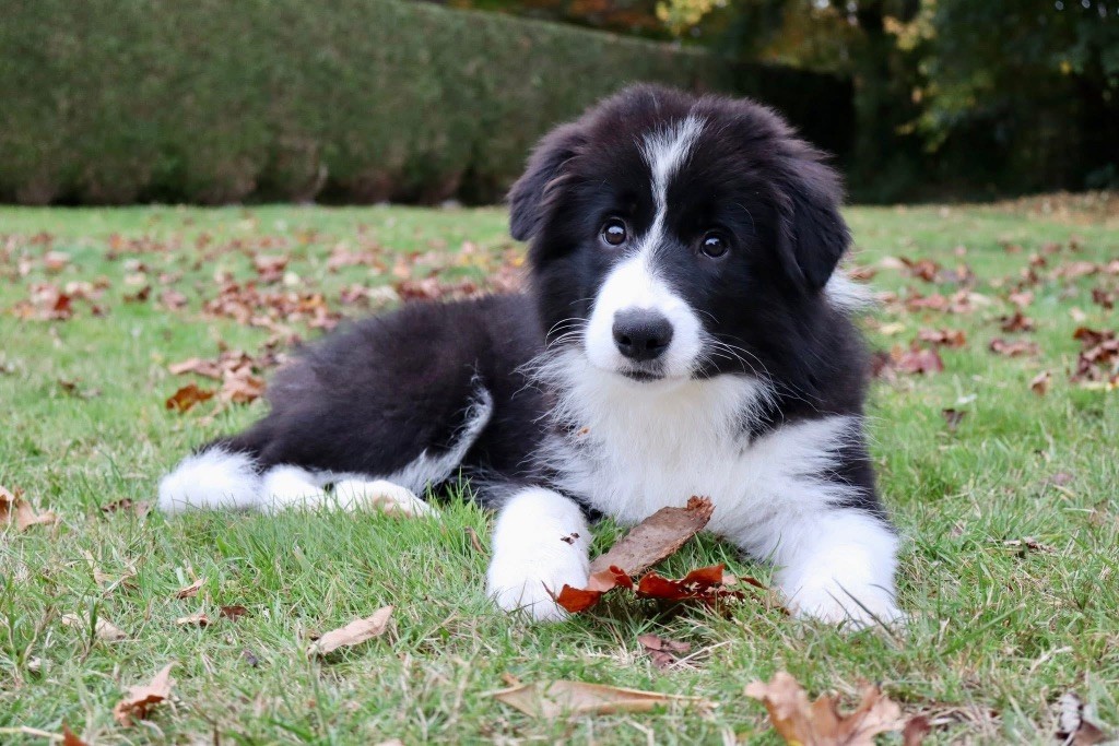 Publication : Du Domaine de Singhara 