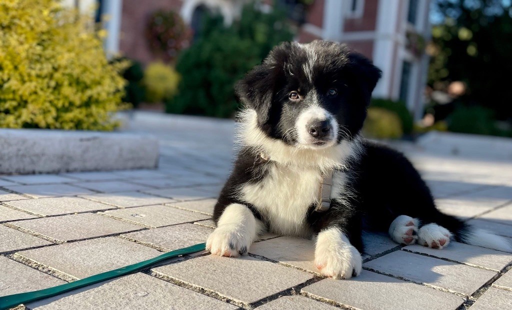 Publication : Du Domaine de Singhara 