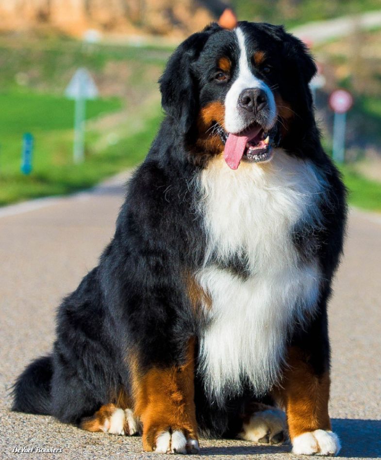 CH. devael Just call me earl