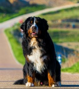 apriori Licensed to amuse