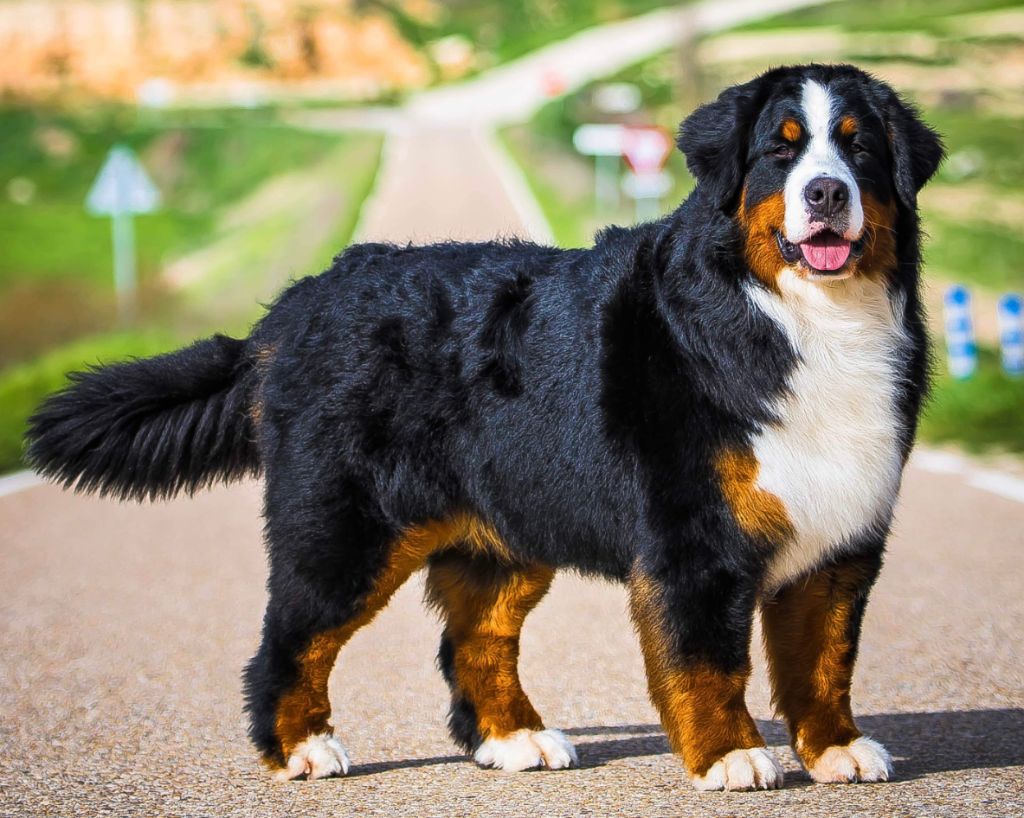 CH. devael Hot chilly milly