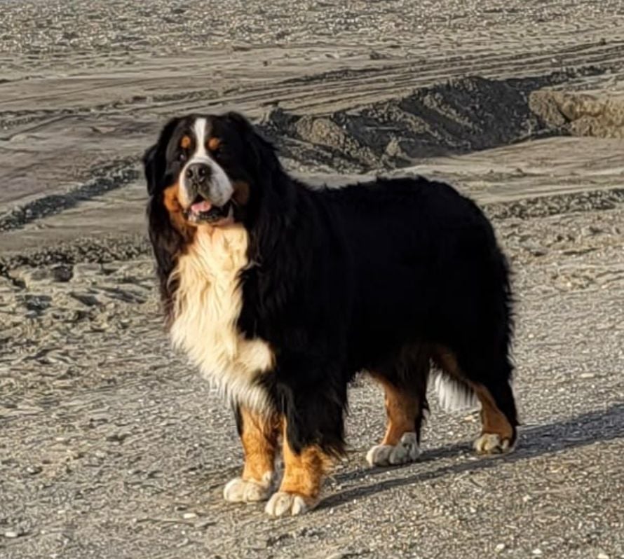 CH. kasjmirtunets Blues for bailey q