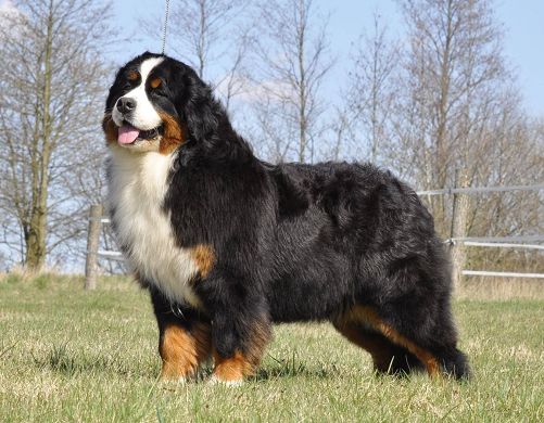 CH. tjofselinas Laura