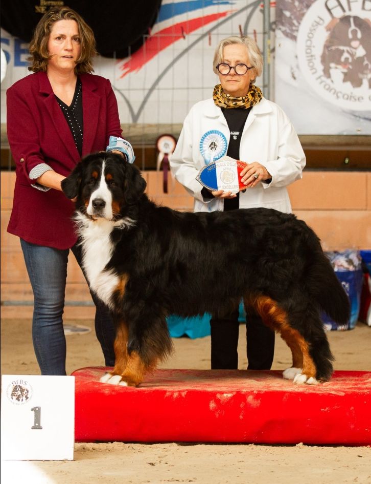 Publication : D'Ainhoa Auteur : Elevage DeVael