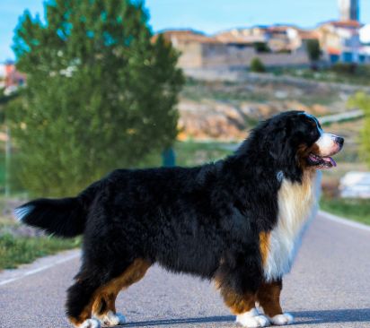 CH. devael Cheeky question