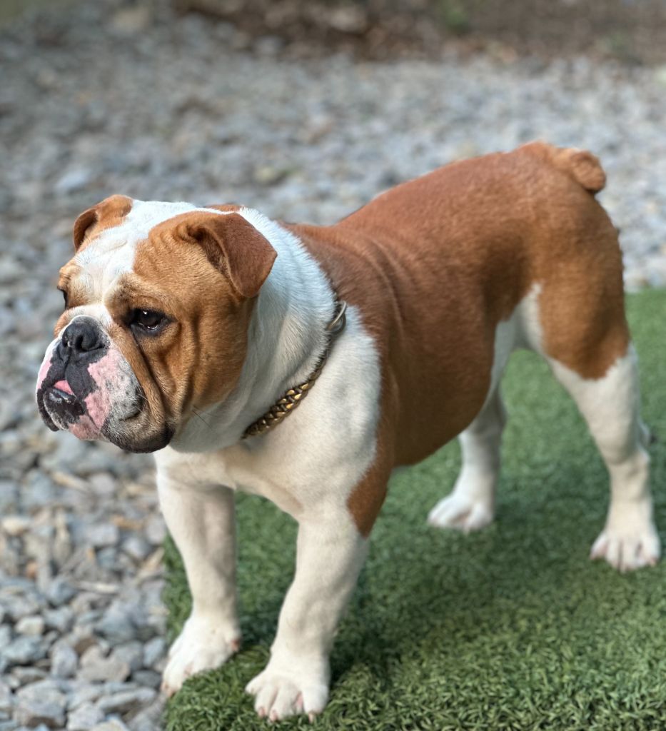 Publication : Bull's In Skate Auteur : BULLS IN SKATE