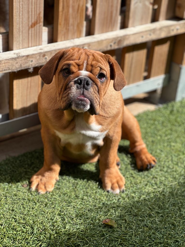 Publication : Bull's In Skate 