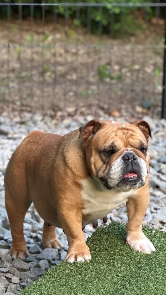 Publication : Bull's In Skate Auteur : BULLS IN SKATE