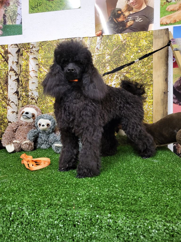 Publication : du domaine de Std Gladyce 