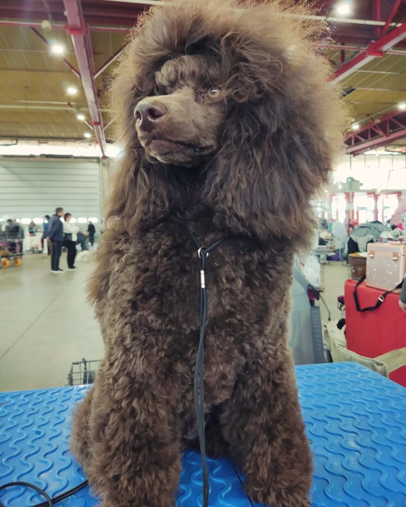 Publication : Le Royaume De Loz'ayre